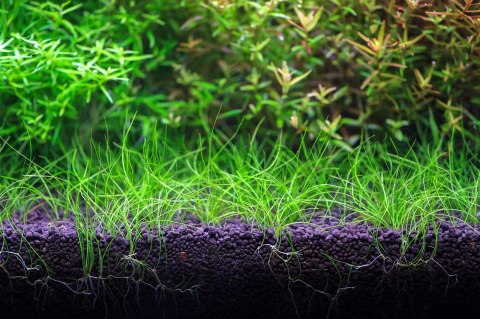 NEO Soil Plant 8l - podłoże do akwarium roślinnego NEO MEDIA NEO Soil Plant 8l - podłoże do akwarium roślinnego NEO MEDIA