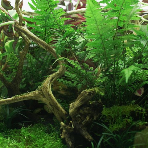 YOKUCHI HAISUI BASE 0,5L - podłoże drenażowe do terrarium YOKUCHI YOKUCHI HAISUI BASE 0,5L - podłoże drenażowe do terrarium YOKUCHI