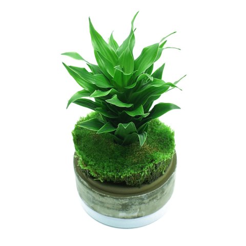 YOKUCHI HAISUI BASE 0,5L - podłoże drenażowe do terrarium YOKUCHI YOKUCHI HAISUI BASE 0,5L - podłoże drenażowe do terrarium YOKUCHI