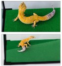 Repti-Zoo Carpet Mat - podłoże do terrarium 20x30cm Repti-Zoo