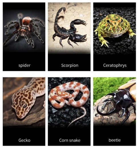 Repti-Zoo Terrarium z akrylu 10x8x6 cm Repti-Zoo Repti-Zoo Terrarium z akrylu 10x8x6 cm Repti-Zoo