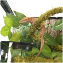 Repti-Zoo Liana z naturalnym mchem 1cm x 2m Repti-Zoo