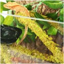 Repti-Zoo Liana z naturalnym mchem 1cm x 2m Repti-Zoo