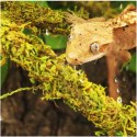 Repti-Zoo Liana z naturalnym mchem 2cm x 2m Repti-Zoo