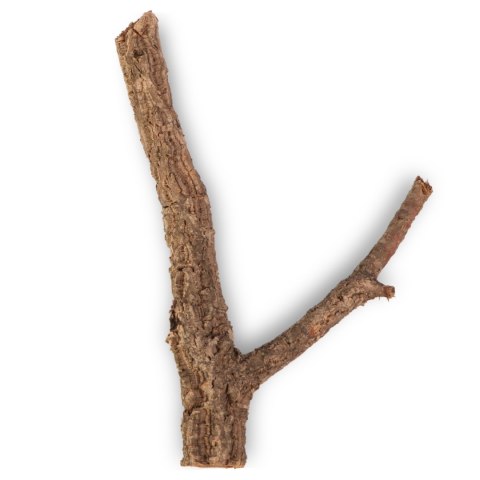 Drzewko z Dębu korkowego 40cm Tropical Forest Drzewko z Dębu korkowego 40cm Tropical Forest