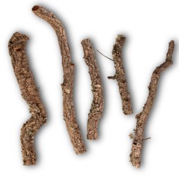 Gałąź z Dębu korkowego 50cm Tropical Forest
