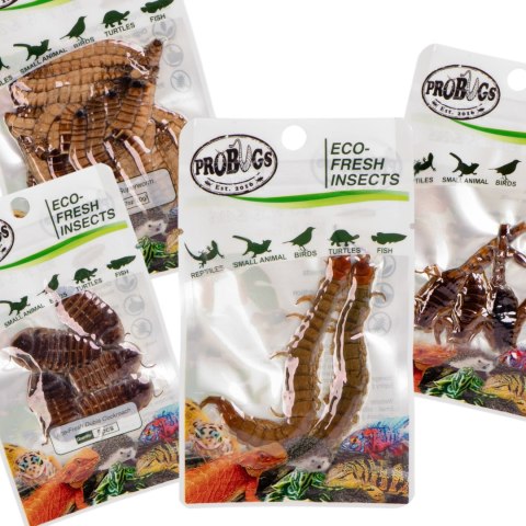 Probugs Big Reptiles Set - zestaw robaków dla dużych gadów ProBugs