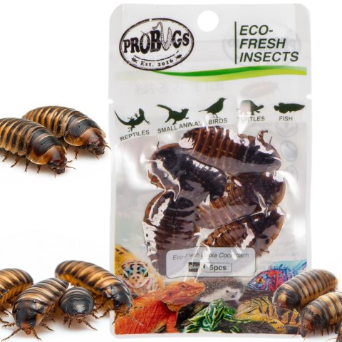 Probugs Big Reptiles Set - zestaw robaków dla dużych gadów ProBugs Probugs Big Reptiles Set - zestaw robaków dla dużych gadów ProBugs