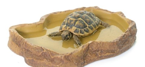 Repti-Zoo miska na pokarm M 15x10x3 cm Repti-Zoo Repti-Zoo miska na pokarm M 15x10x3 cm Repti-Zoo