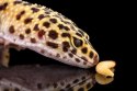Repti-Zoo miska na pokarm M 15x10x3 cm Repti-Zoo